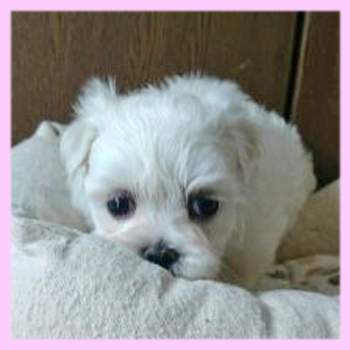 マルチーズ　ホワイト　メス　子犬販売の専門店　AngelWan　横浜