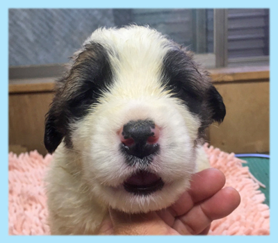 セントバーナード　オス　子犬販売の専門店　AngelWan　横浜