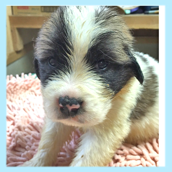 セントバーナード オス 子犬販売の専門店 AngelWan 横浜