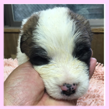 セントバーナード　メス　子犬販売の専門店　AngelWan　横浜