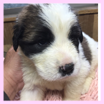 セントバーナード　メス　子犬販売の専門店　AngelWan　横浜