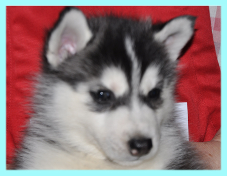 シベリアンハスキー　ブラック＆ホワイト　オス　子犬販売の専門店　AngelWan　横浜