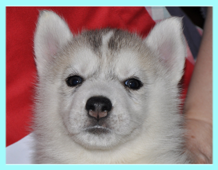 シベリアンハスキー　シルバー＆ホワイト　オス　子犬販売の専門店　AngelWan　横浜