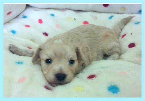 ミックス マルプー アプリコット オス 子犬販売の専門店 AngelWan 横浜