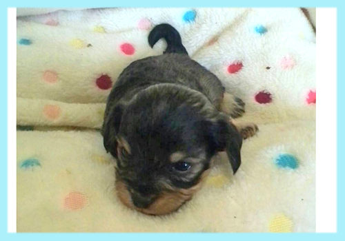 ミックス　マルプー　ブラック＆タン　オス　子犬販売の専門店　AngelWan　横浜