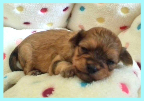 ミックス チワプー レッド オス 子犬販売の専門店 AngelWan 横浜