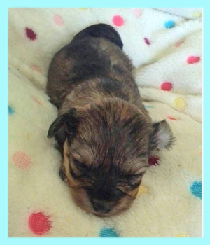 ミックス チワプー ブラック&タン オス 子犬販売の専門店 AngelWan 横浜