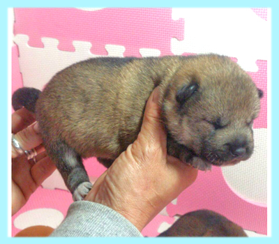 柴犬　豆柴　胡麻　オス　子犬販売の専門店　AngelWan　横浜