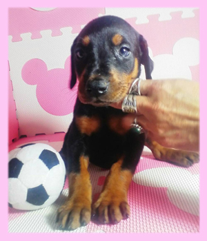 ドーベルマン　ブラック＆タン　メス　子犬販売の専門店　AngelWan　横浜