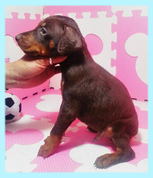 ドーベルマン　チョコレート＆タン　オス　子犬販売の専門店　AngelWan　横浜