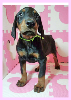 ドーベルマン　ブラック＆タン　メス　子犬販売の専門店　AngelWan　横浜