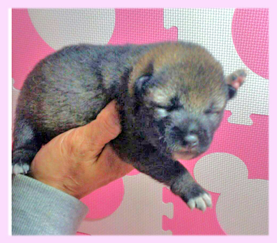 柴犬　豆柴　胡麻　メス　子犬販売の専門店　AngelWan　横浜