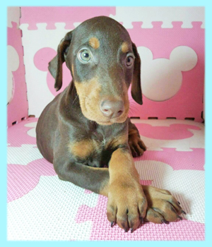 ドーベルマン　チョコレート＆タン　オス　子犬販売の専門店　AngelWan　横浜