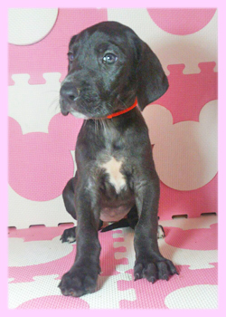 グレートデーン　ブラック　メス　子犬販売の専門店　AngelWan　横浜