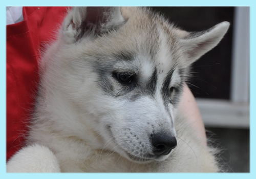 シベリアンハスキー　シルバー＆ホワイト　オス　子犬販売の専門店　AngelWan　横浜