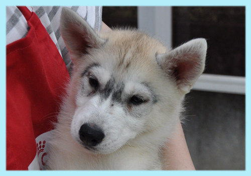 シベリアンハスキー　シルバー＆ホワイト　オス　子犬販売の専門店　AngelWan　横浜