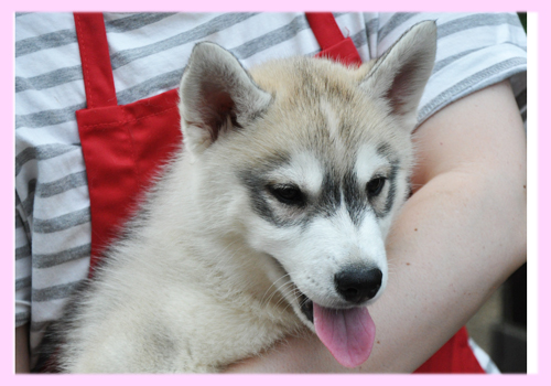 シベリアンハスキー シルバー&ホワイト メス 子犬販売の専門店 AngelWan 横浜