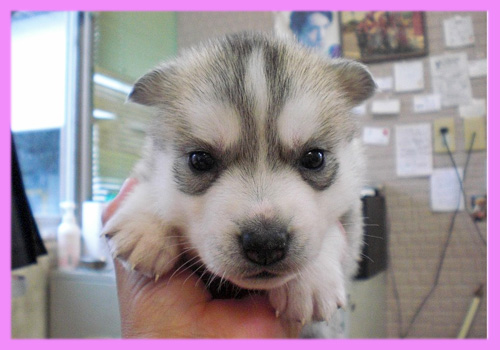 シベリアンハスキー シルバー&ホワイト メス 子犬販売の専門店 AngelWan 横浜