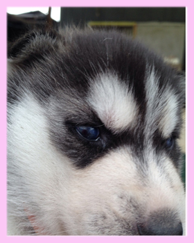 シベリアンハスキー　ブラック＆ホワイト　メス　子犬販売の専門店　AngelWan　横浜