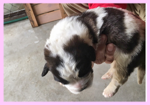 セントバーナード ブラウン&ホワイト メス 子犬販売の専門店 AngelWan 横浜