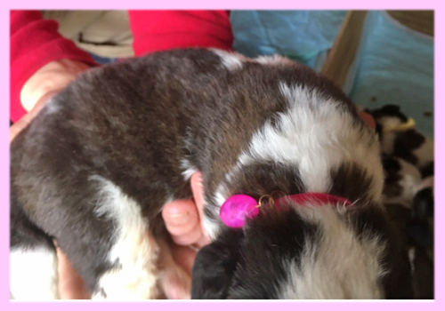 セントバーナード ブラウン&ホワイト メス 子犬販売の専門店 AngelWan 横浜