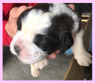 セントバーナード　ブラウン＆ホワイト　メス　子犬販売の専門店　AngelWan　横浜