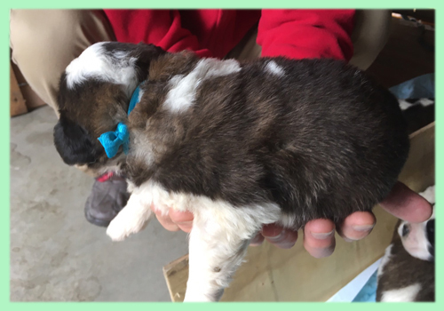 セントバーナード ブラウン&ホワイト 子犬販売の専門店 AngelWan 横浜