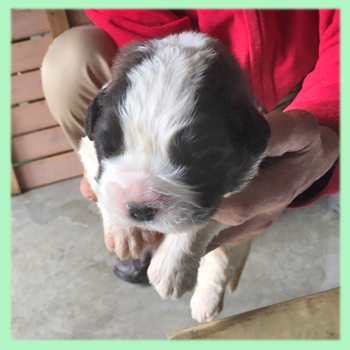 セントバーナード ブラウン&ホワイト 子犬販売の専門店 AngelWan 横浜