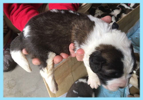 セントバーナード ブラウン&ホワイト オス 子犬販売の専門店 AngelWan 横浜