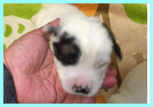 セントバーナード　ブラウン＆ホワイト　オス　子犬販売の専門店　AngelWan　横浜