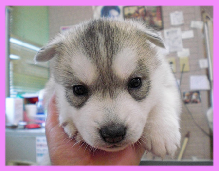 シベリアンハスキー　シルバー＆ホワイト　メス　子犬販売の専門店　AngelWan　横浜