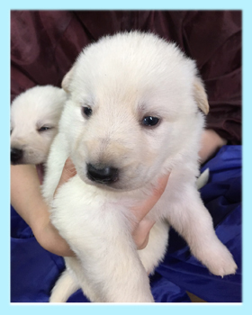 ホワイトシェパード 子犬販売の専門店 AngelWan 横浜