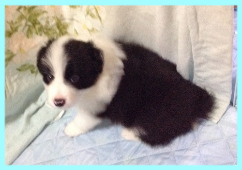 ボーダーコリー　ブラック＆ホワイト　オス　子犬販売の専門店　AngelWan　横浜