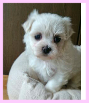 マルチーズ　ホワイト　メス　子犬販売の専門店　AngelWan　横浜