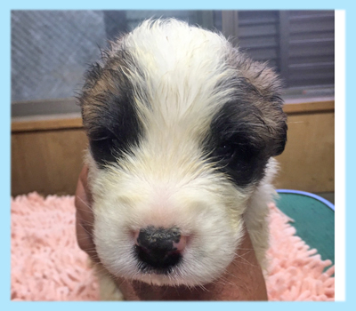 セントバーナード　オス　子犬販売の専門店　AngelWan　横浜