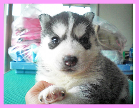 シベリアンハスキー　ブラック＆ホワイト　メス　子犬販売の専門店　AngelWan　横浜