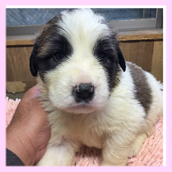 セントバーナード　メス　子犬販売の専門店　AngelWan　横浜