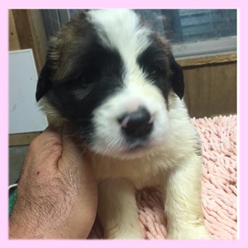 セントバーナード　メス　子犬販売の専門店　AngelWan　横浜