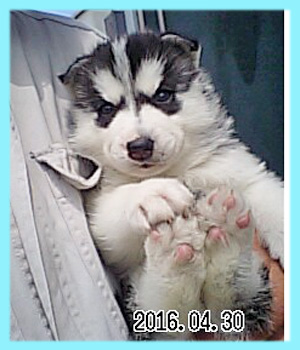 シベリアンハスキー　ブラック＆ホワイト　オス　子犬販売の専門店　AngelWan　横浜