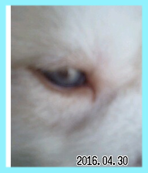 シベリアンハスキー　レッド＆ホワイト　オス　子犬販売の専門店　AngelWan　横浜