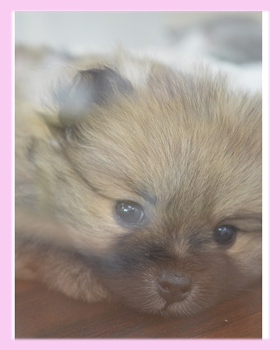 ポメラニアン　オレンジ　メス　子犬販売の専門店　AngelWan　横浜