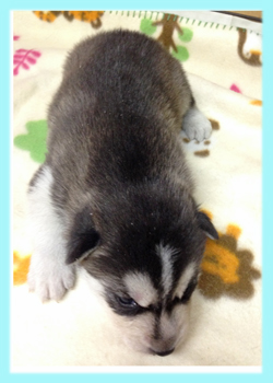シベリアンハスキー ブラック&ホワイト オス 子犬販売の専門店 AngelWan 横浜