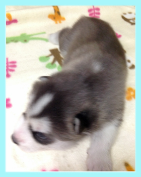 シベリアンハスキー シルバー&ホワイト オス 子犬販売の専門店 AngelWan 横浜