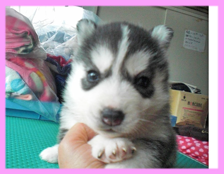 シベリアンハスキー　ブラック＆ホワイト　メス　子犬販売の専門店　AngelWan　横浜