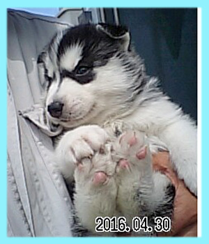 シベリアンハスキー　ブラック＆ホワイト　オス　子犬販売の専門店　AngelWan　横浜