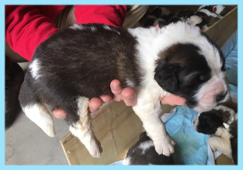 セントバーナード ブラウン&ホワイト オス 子犬販売の専門店 AngelWan 横浜