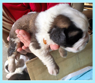 セントバーナード　ブラウン＆ホワイト　オス　子犬販売の専門店　AngelWan　横浜