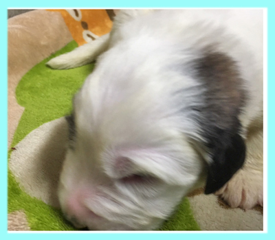 セントバーナード　ブラウン＆ホワイト　オス　子犬販売の専門店　AngelWan　横浜