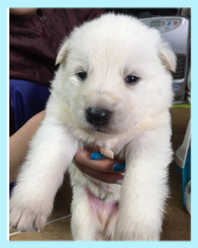 ホワイトシェパード 子犬販売の専門店 AngelWan 横浜