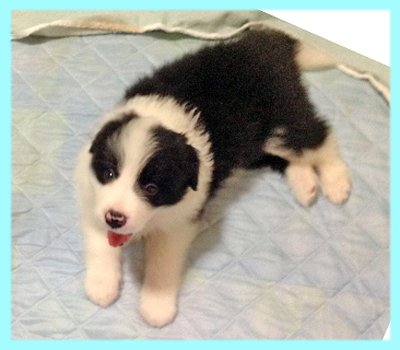 ボーダーコリー　ブラック＆ホワイト　オス　子犬販売の専門店　AngelWan　横浜